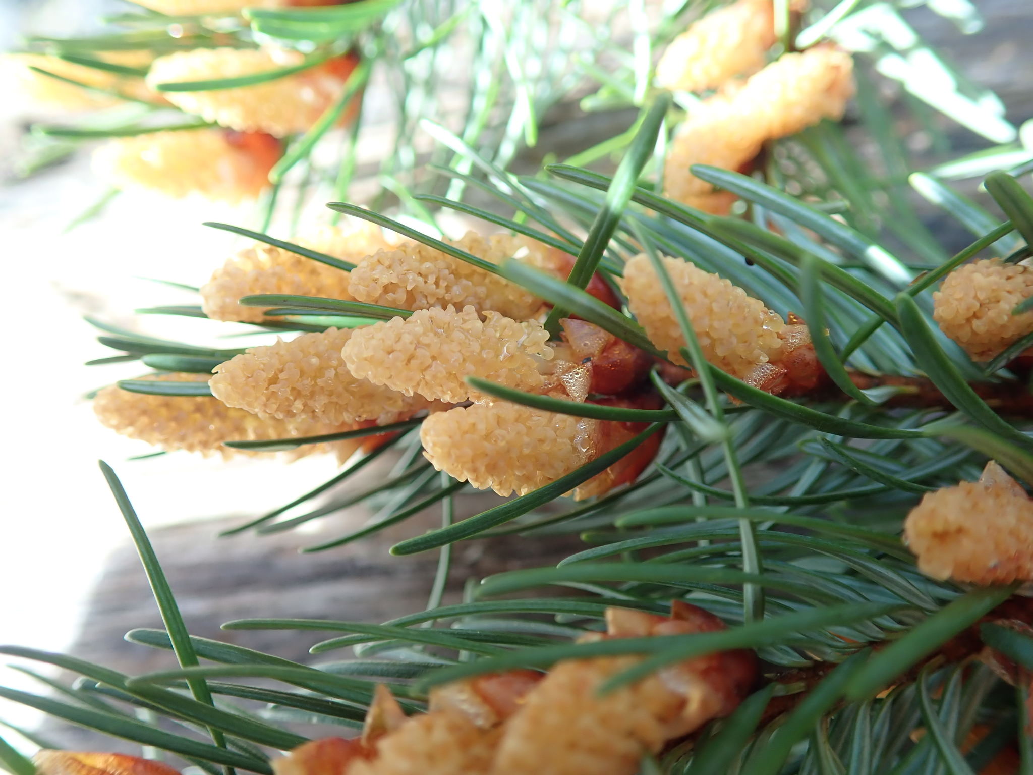 Pseudotsuga menziesii 'Douglas Fir'